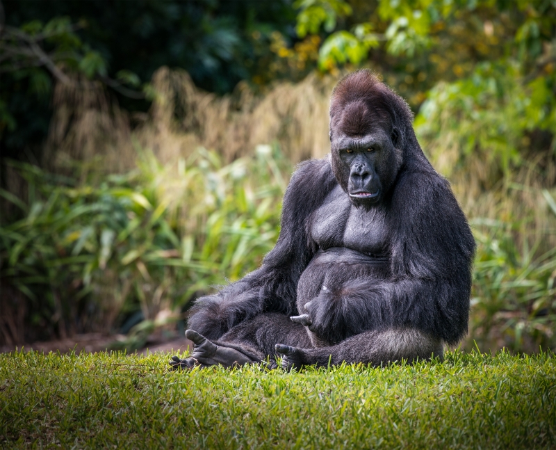 Silverback Gorilla