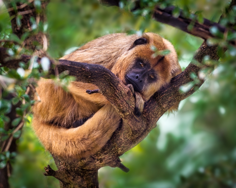 Golden Tamarin