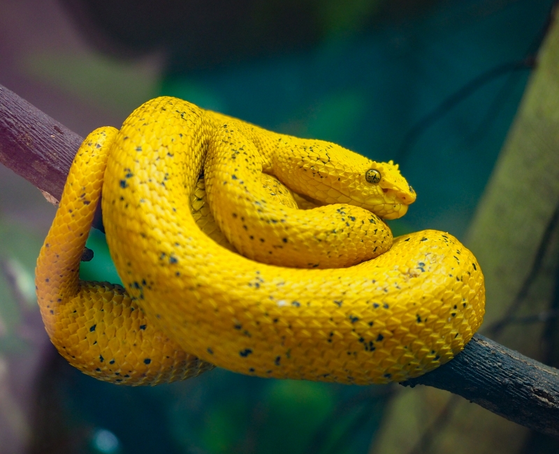 Eyelash Viper - JUDGE'S CHOICE WINNER