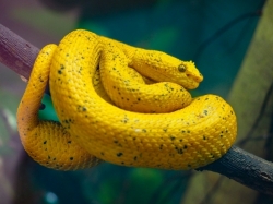 Eyelash Viper - JUDGE'S CHOICE WINNER