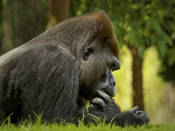 The Thinker - MEMBERS CHOICE WINNER