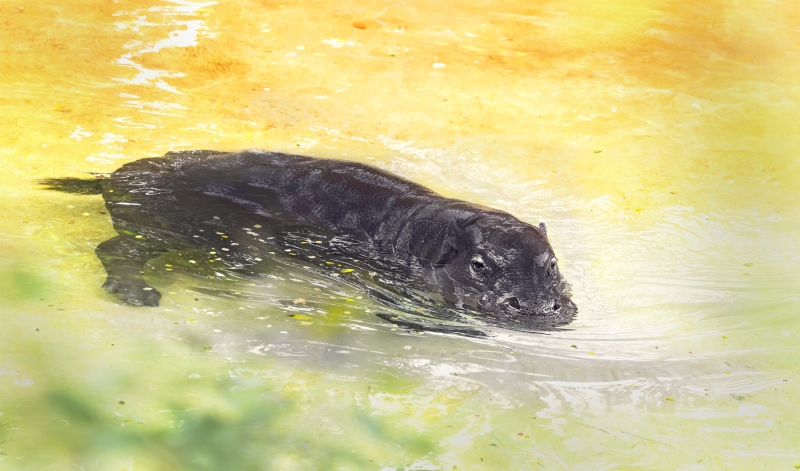 Baby Hippo Swimming