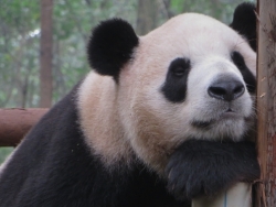 Pensive Panda