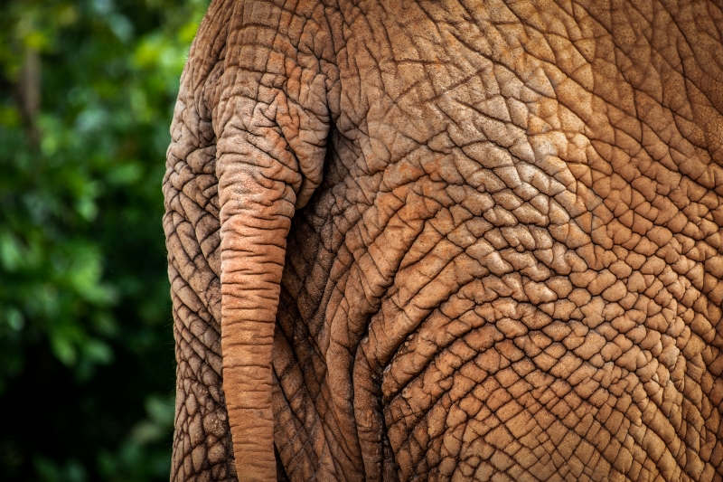 THE SOUTH END OF A NORTH BOUND ELEPHANT