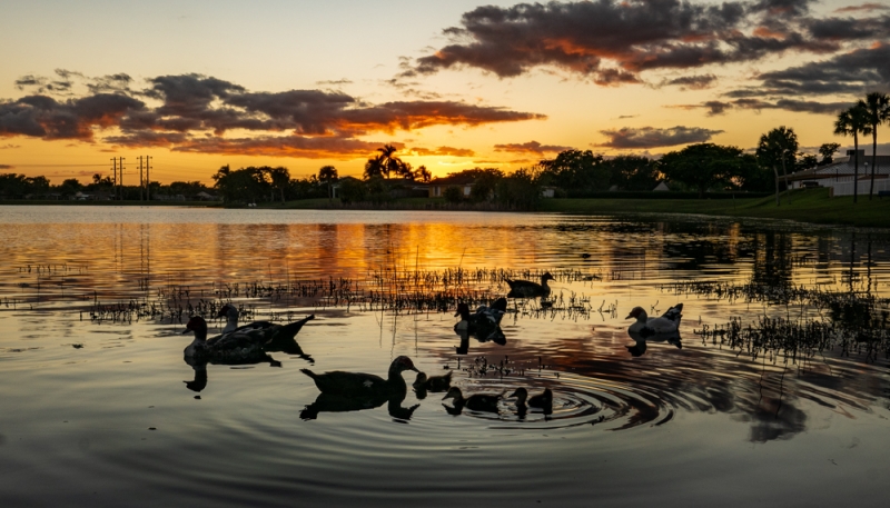 Ripples by Ducks