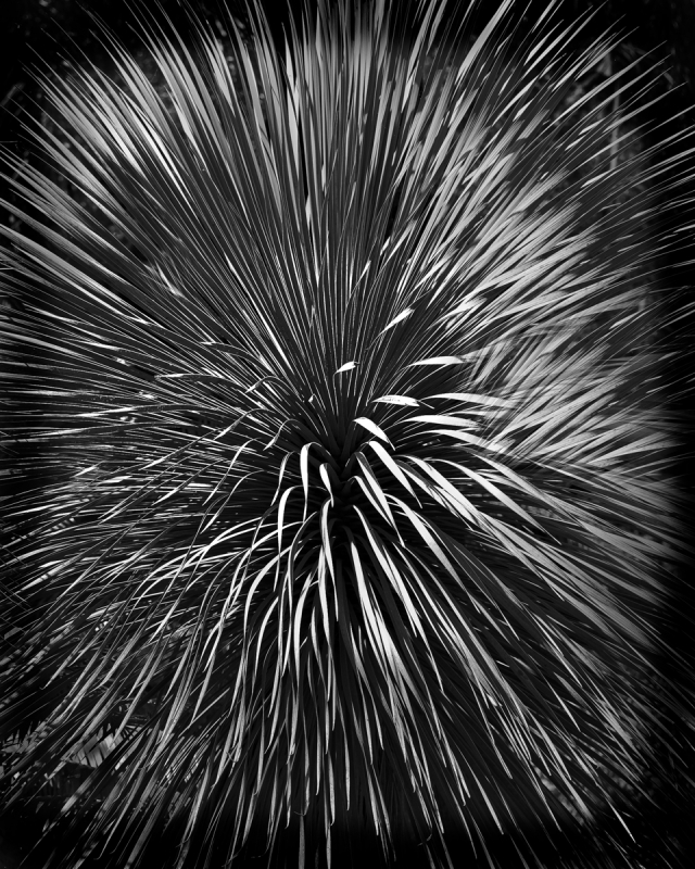 Leafy Fireworks