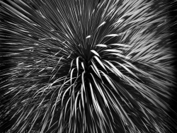 Leafy Fireworks