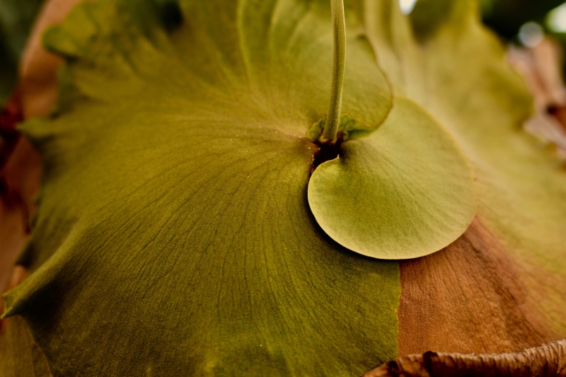 Staghorn Velvet