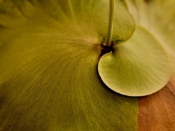 Staghorn Velvet