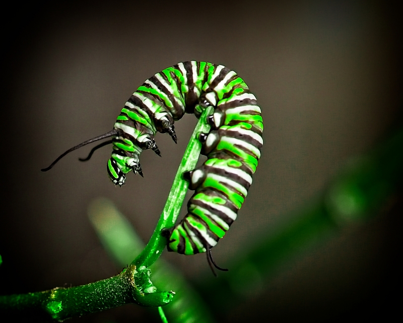 Hungry Caterpillar