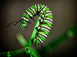 Hungry Caterpillar