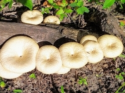 Fungus among Us