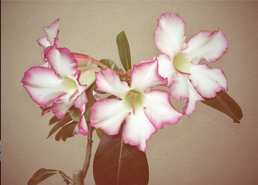 Desert Rose