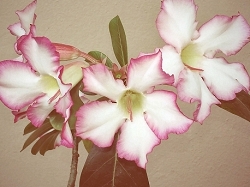 Desert Rose