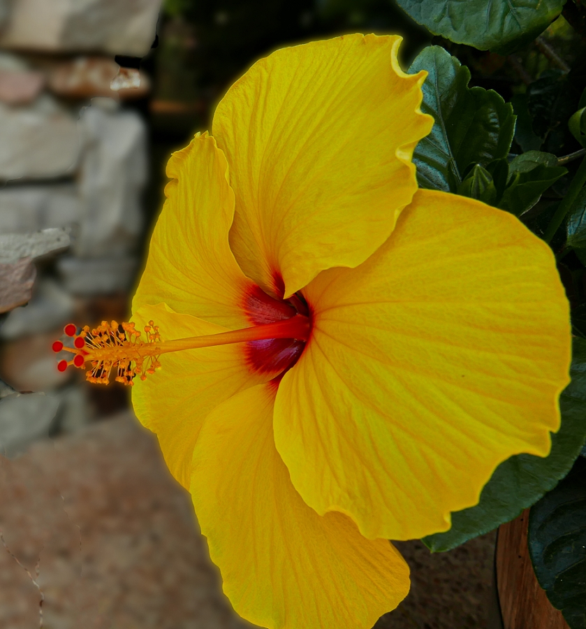 YELLOW HIBISCUS