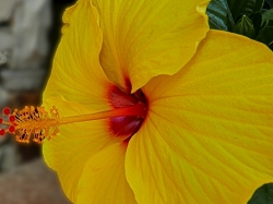 YELLOW HIBISCUS