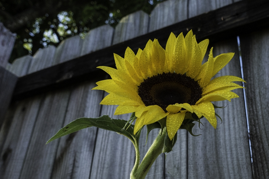 April Flower