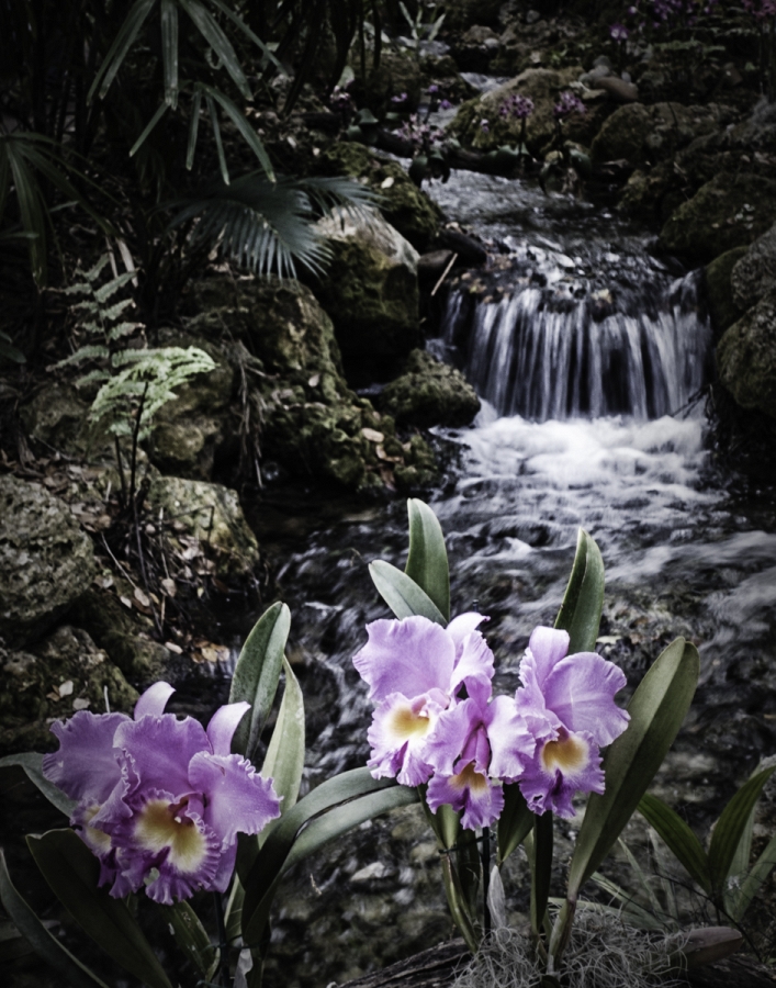 Flowers by the Spring