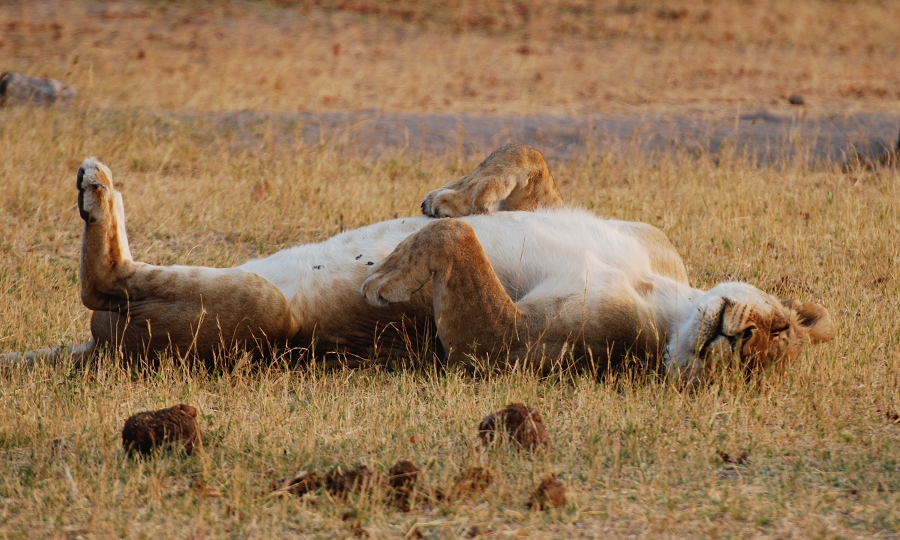 Post-coital Lioness