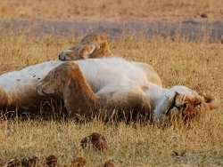 Post-coital Lioness