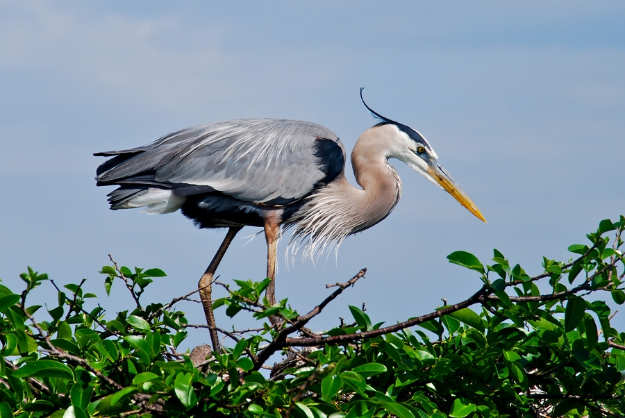 Heron inspecting the nest