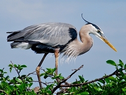 Heron inspecting the nest