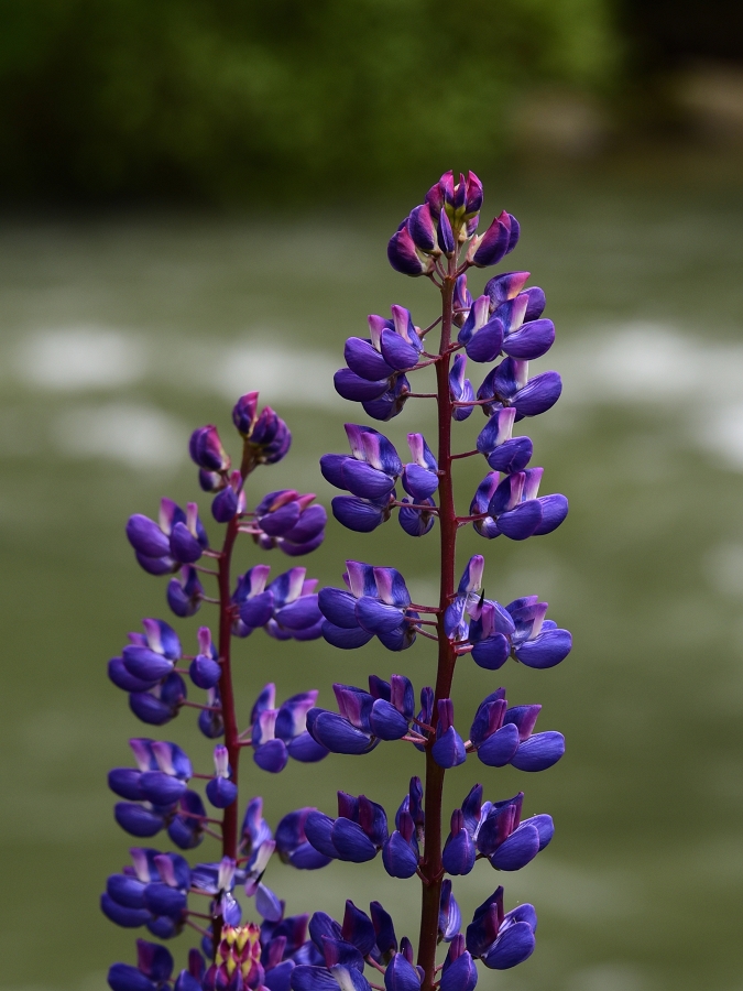 Streamside Lupine