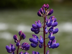 Streamside Lupine