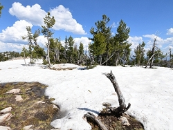 First Thaw of Spring