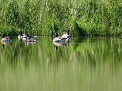 Springtime in Idaho