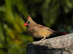 Fledgling Cardinal