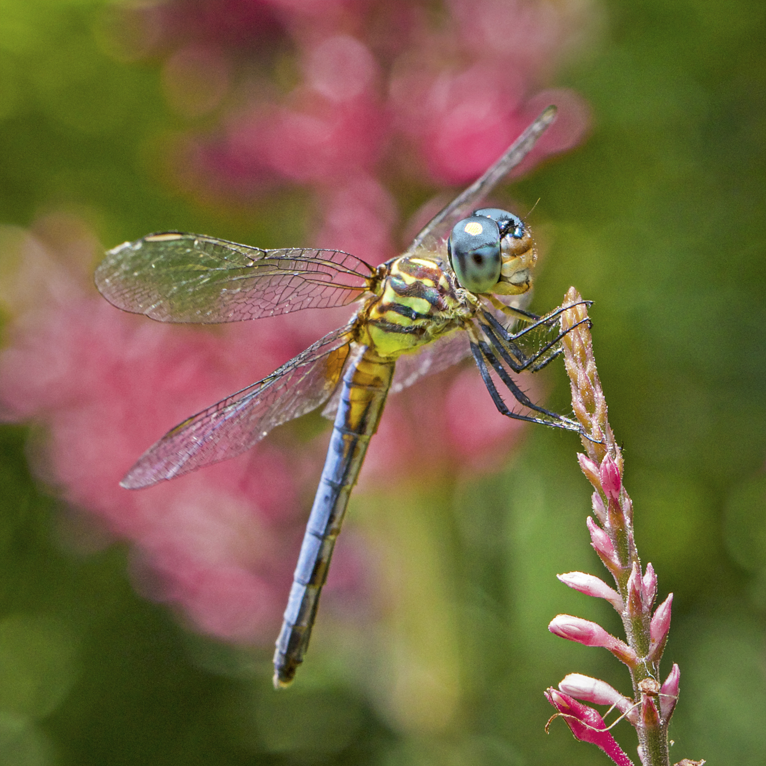 Garden Visitor - MEMBERS CHOICE