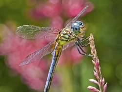 Garden Visitor - MEMBERS CHOICE