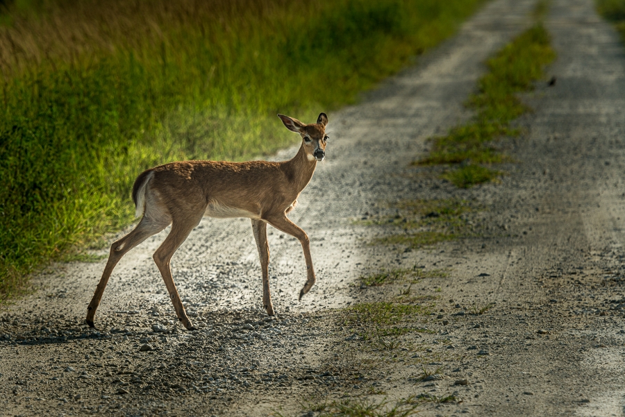 Little Fawn in the Spotlight