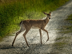 Little Fawn in the Spotlight