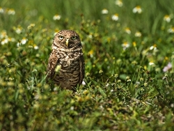 Owl Among the Flowers