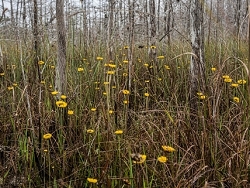 Spring in the Everglades