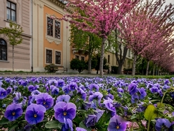 Budapest Blooms